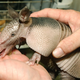 Illustration for article titled How the HECK Are Armadillos Real??!!
